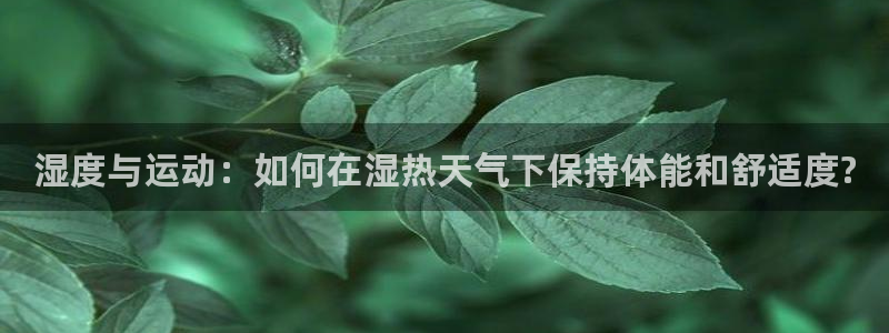 杏宇代理